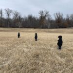 steel popper targets